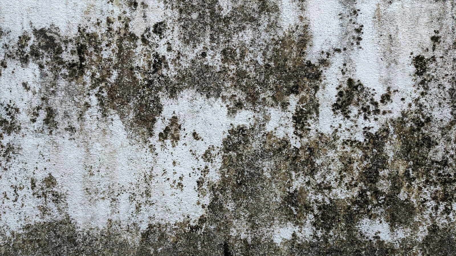 Dark mildew streaks on a damp wall