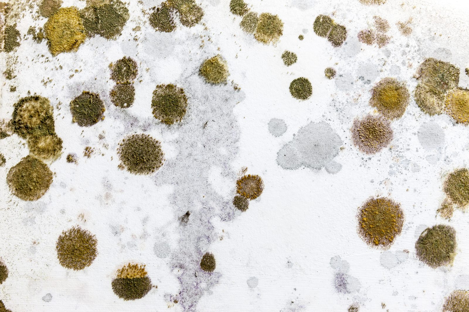 Close view of round mold colonies on a white surface